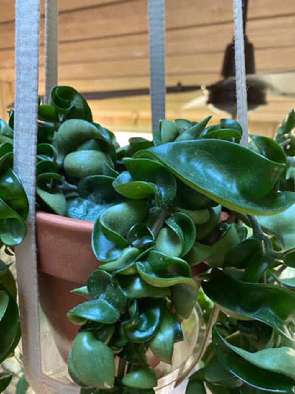 Hoya compacta green