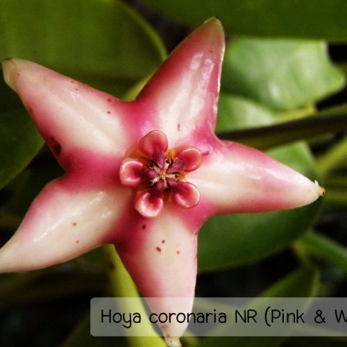 Hoya coronaria NR (Pink & White)