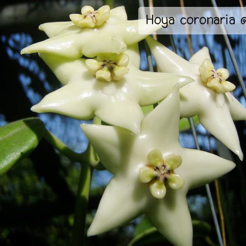 Hoya coronaria (white)