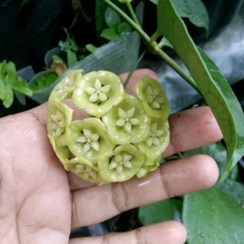 Hoya danumensis ssp. amarii
