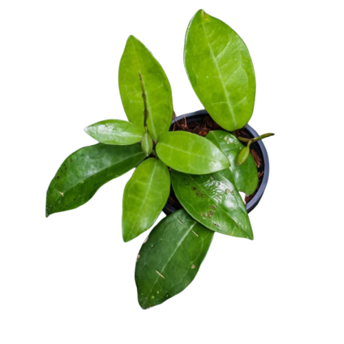 Hoya elliptica Philippines