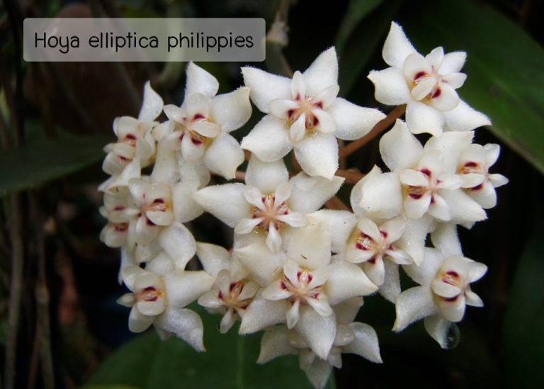 Charming Hoya elliptica Philippines Starter Plant | 1