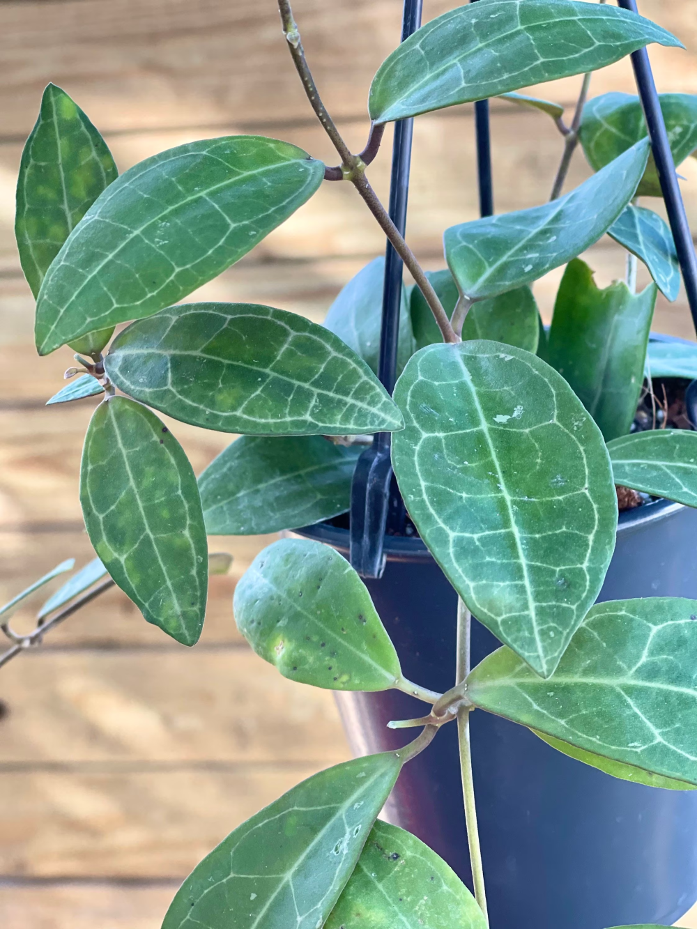 Hoya elliptica (black petiole)