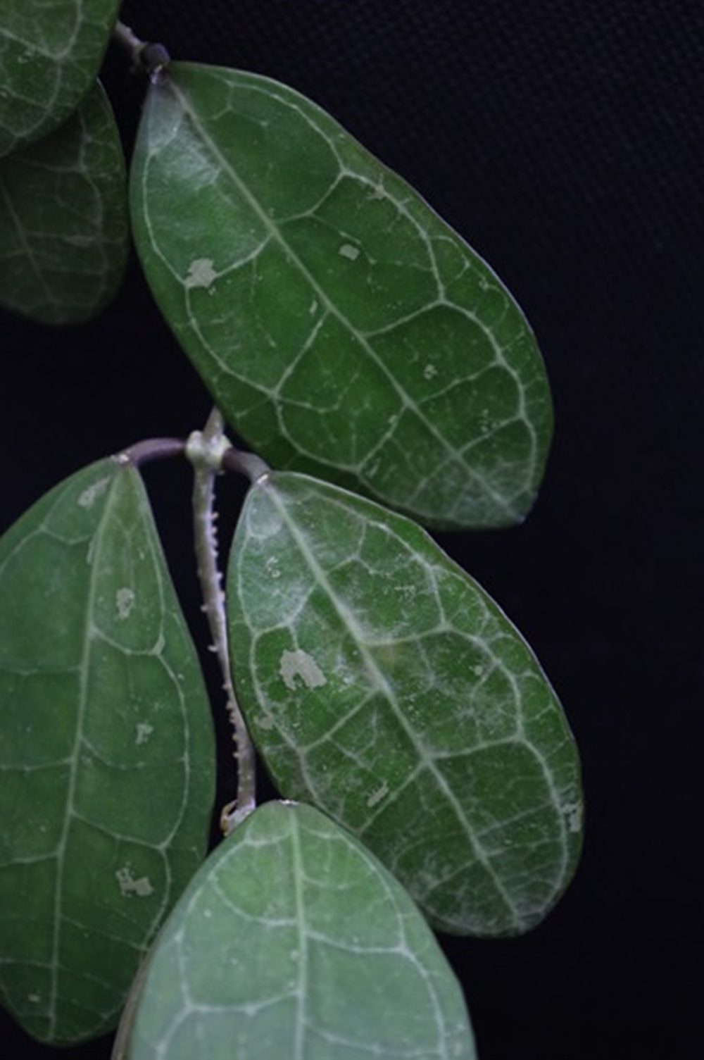 Hoya elliptica (ovate leaves)