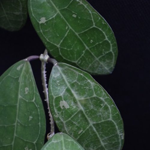 Hoya elliptica (ovate leaves)
