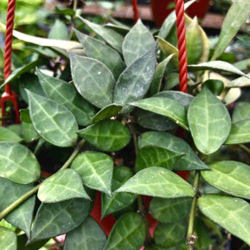Hoya lacunosa Short Leaf