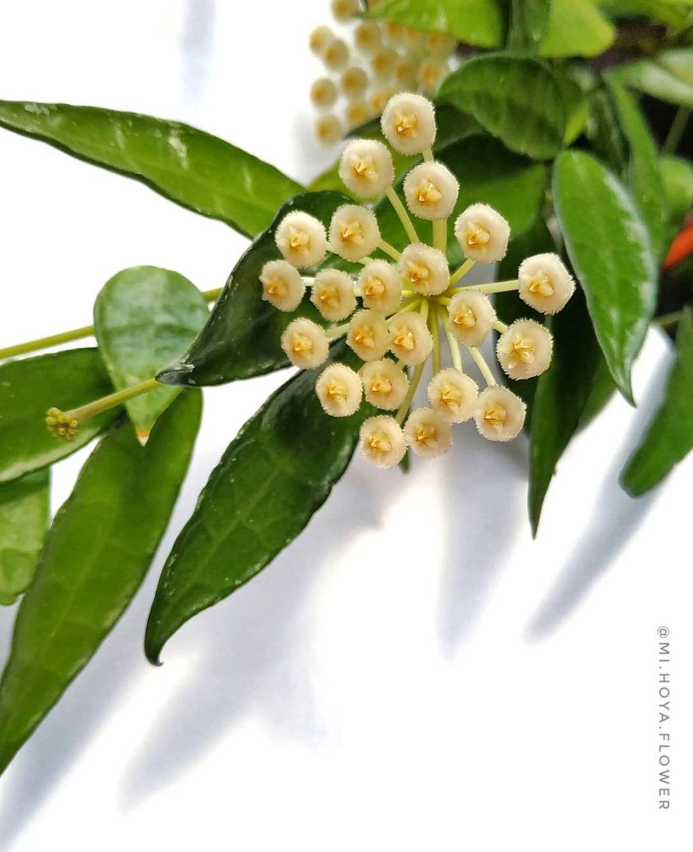 Hoya lacunosa long Leaf