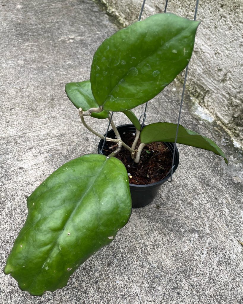 Buy Hoya Patcharawalai 029 1