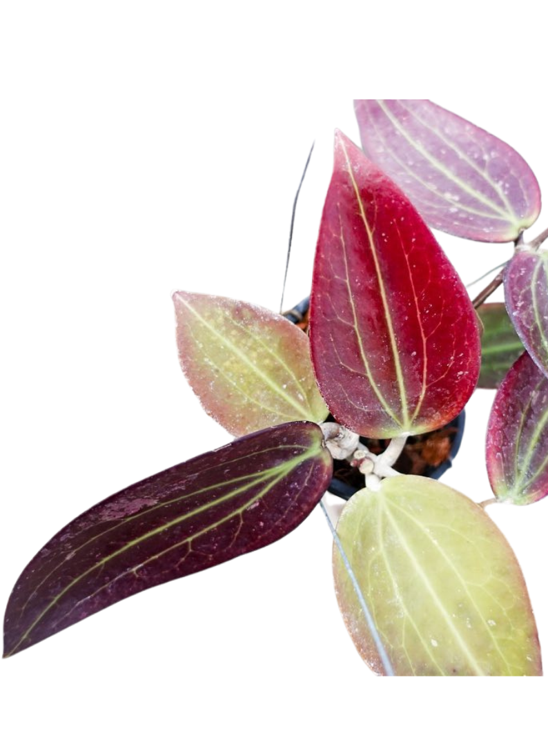 Hoya pottsii Hoya pottsii - Gabriella Plants