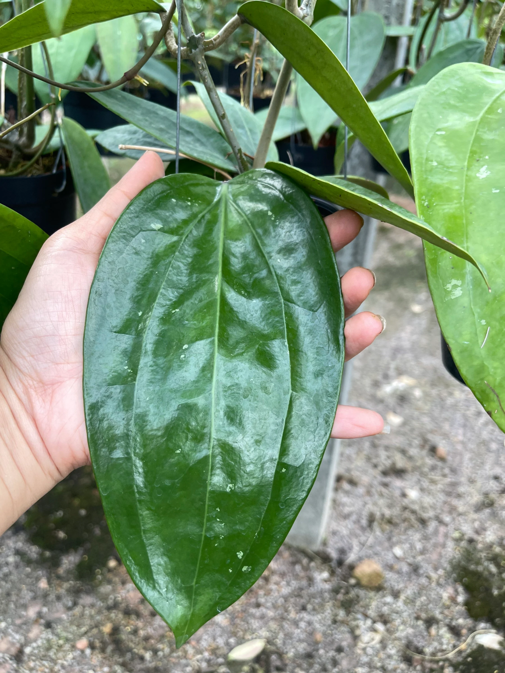 Hoya rigida from seed