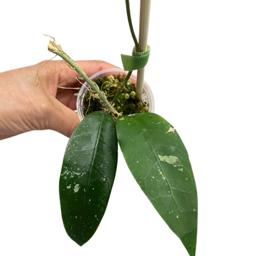 Hoya sp. NAP 04 indonesia