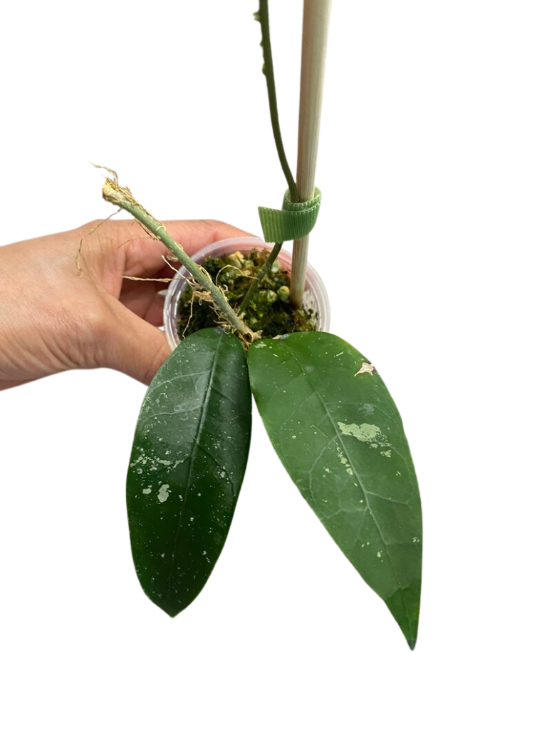 Rare Hoya sp. NAP 04 (Indonesia) Starter Plant | 1