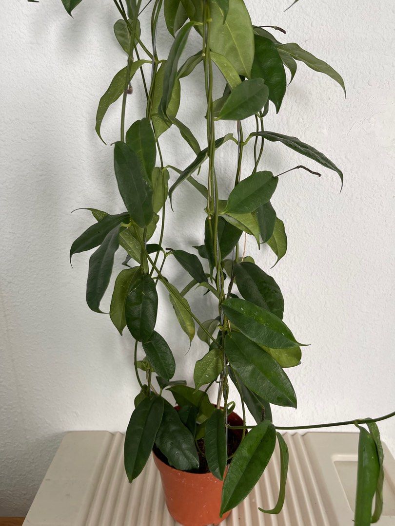 Unique Hoya sp. SR 2009-07 Starter Plant | 1