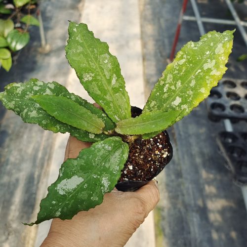 Hoya undulata