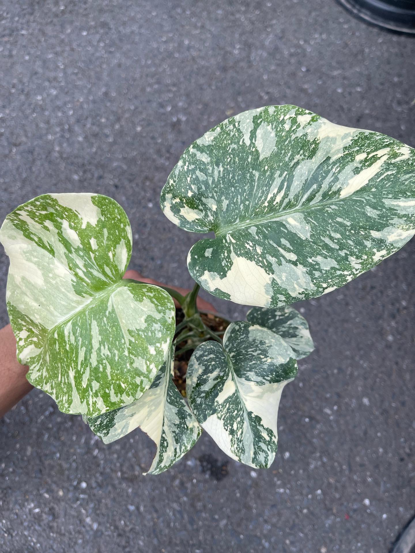 Monstera Thai Constellation White Snow