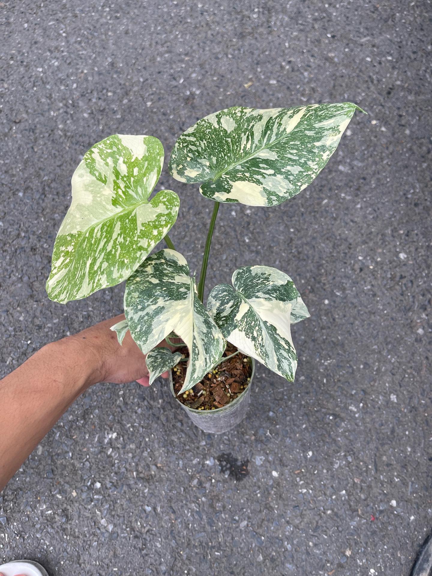 Monstera Thai Constellation White Snow