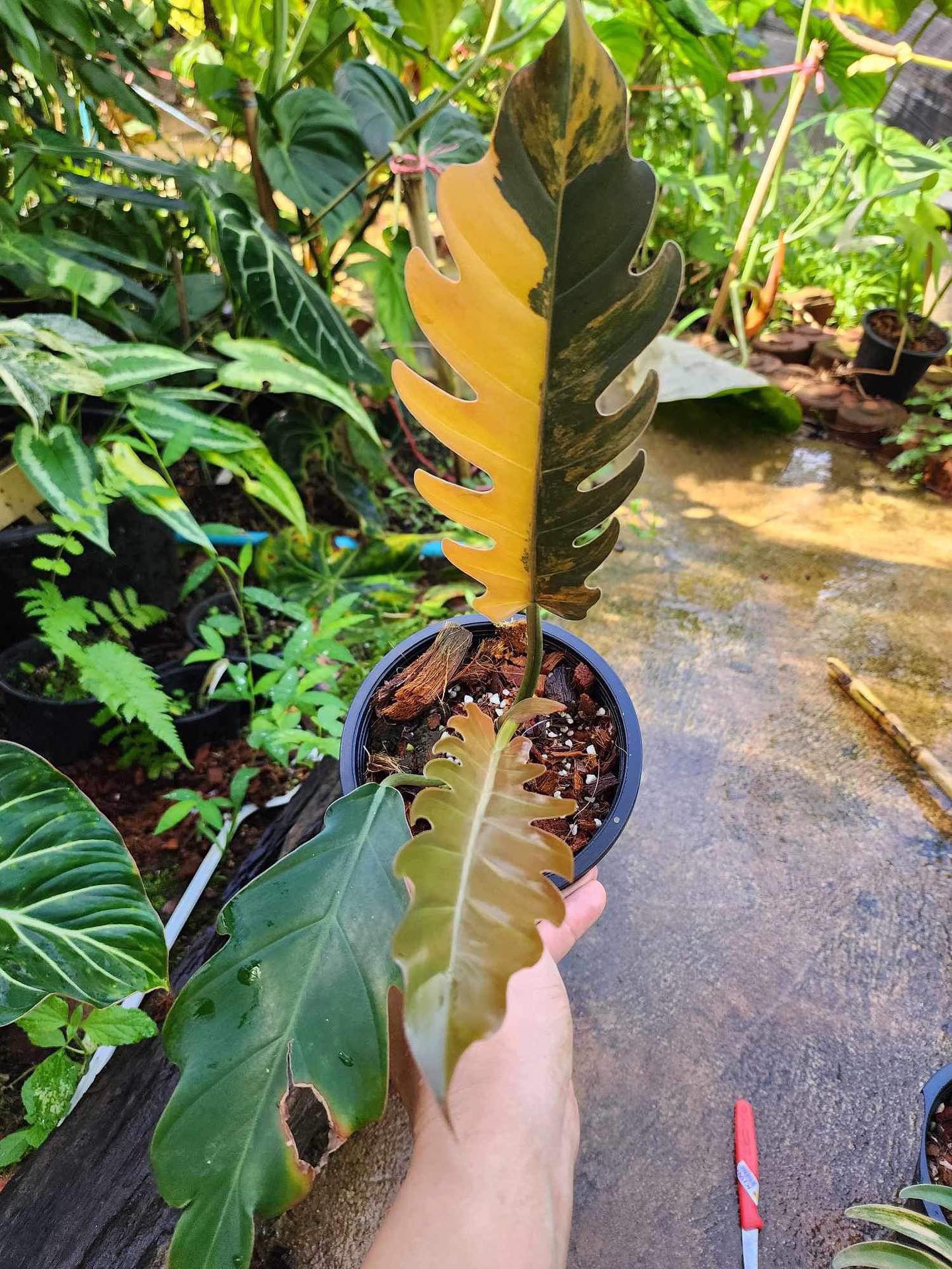 Philodendron Caramel Marble Variegated 