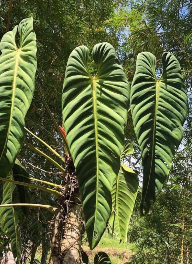 Philodendron Esmeraldense (Narrow Form) 4" | Rare Aroid | Greenboog