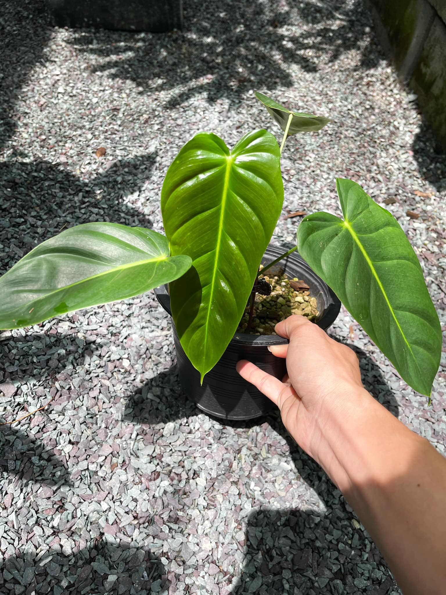 Philodendron Esmeraldense (Narrow)