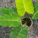 Philodendron Jungle Fever