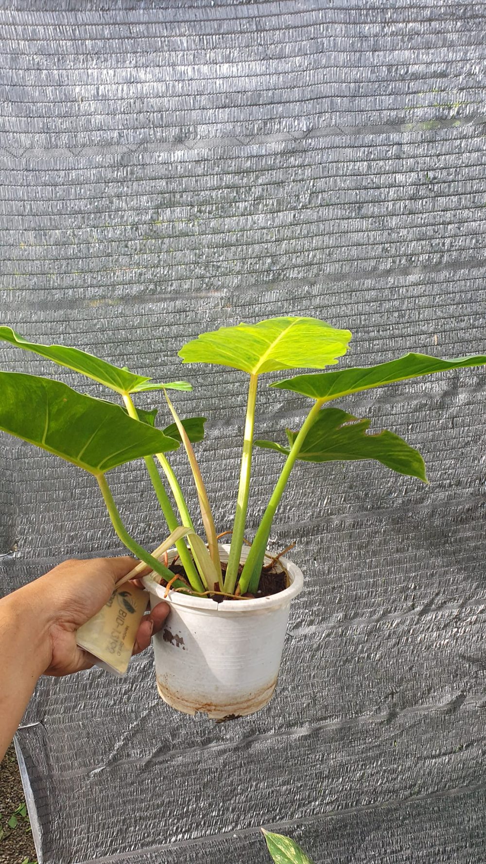 Philodendron Jungle Fever 8in