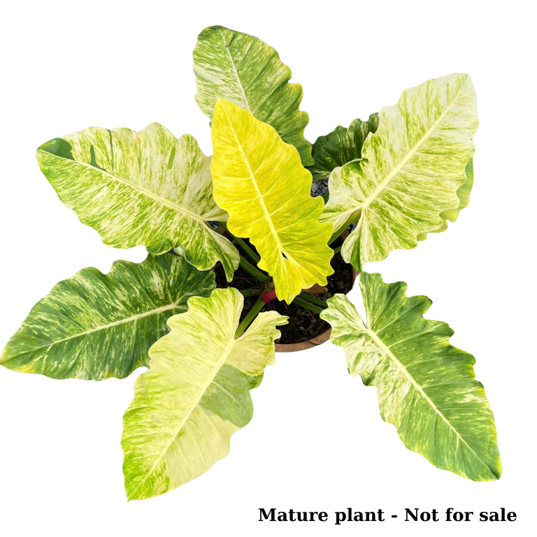 Rare Philodendron Jungle Fever Variegated 4"6" Greenboog