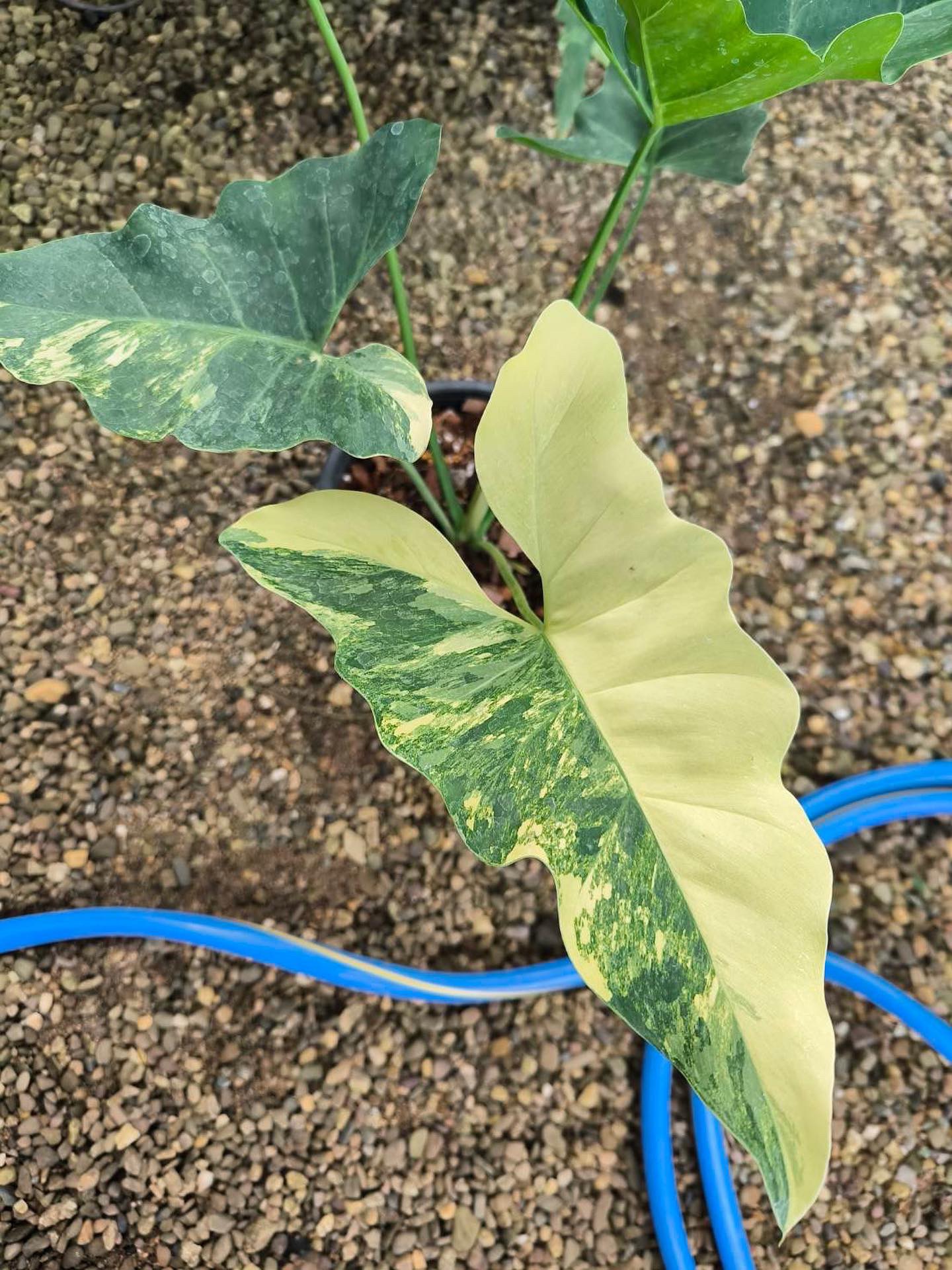 Philodendron Williamsii variegated