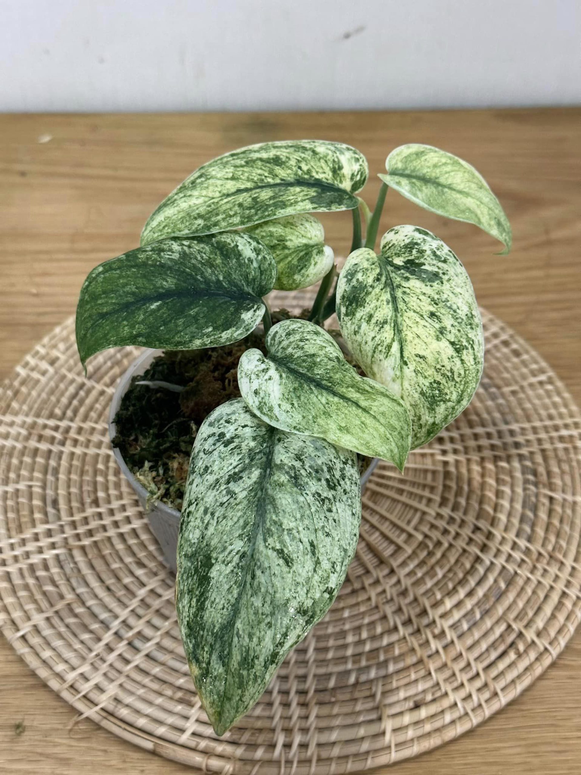 Scindapsus Plants for Sale | Satin Pothos & Rare Varieties | Greenboog