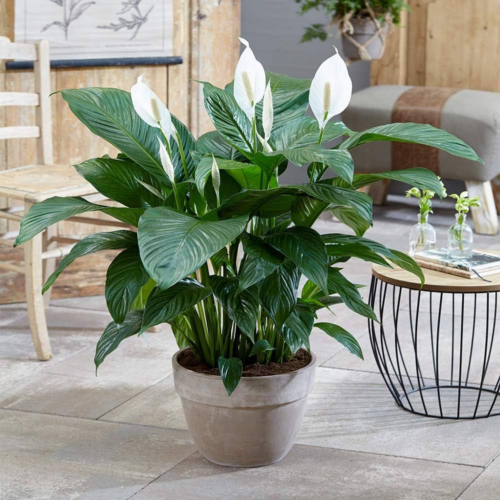 Spathiphyllum