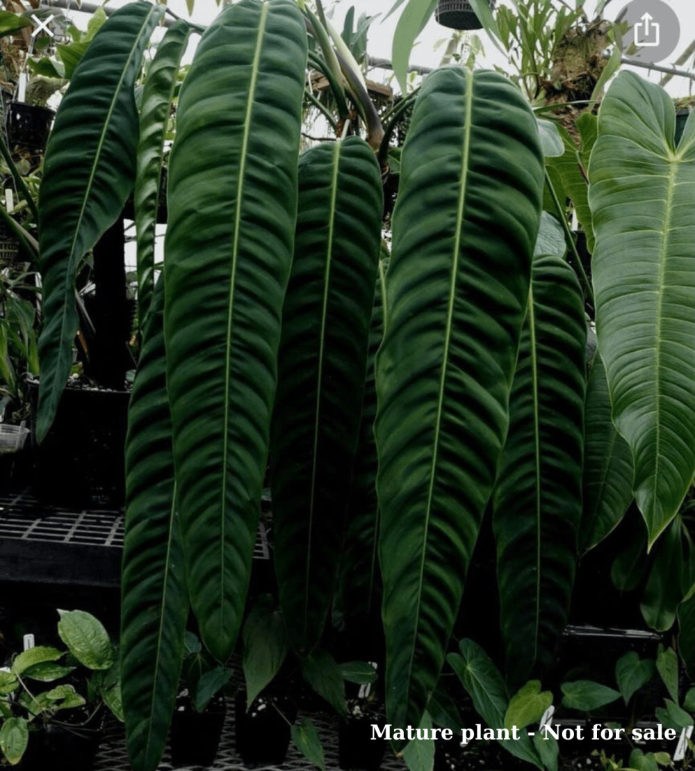 Philodendron Patriciae