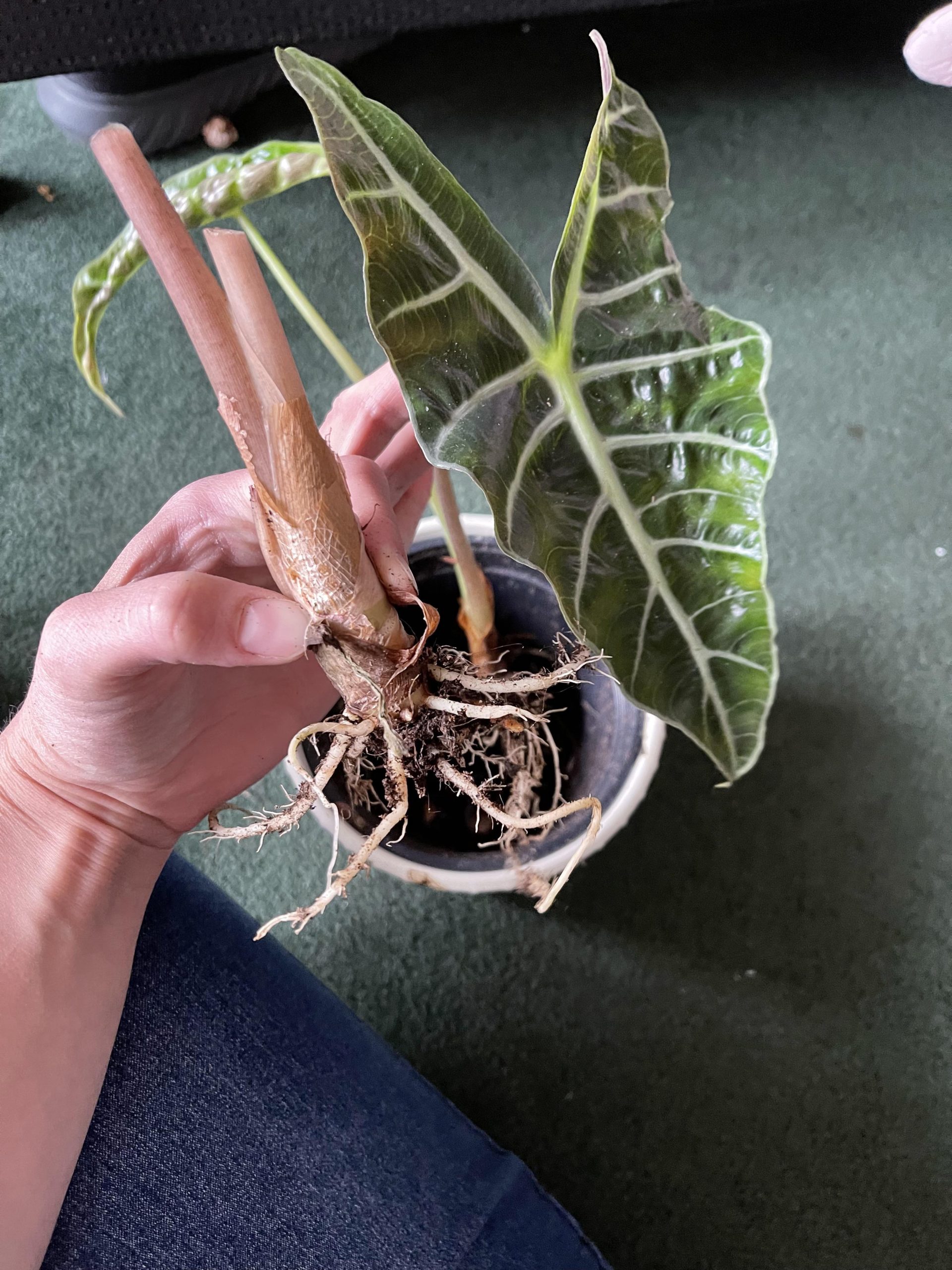 https://greenboog.com/wp-content/uploads/2023/11/Alocasia-Propagation-scaled.jpeg?utm_source=chatgpt.com