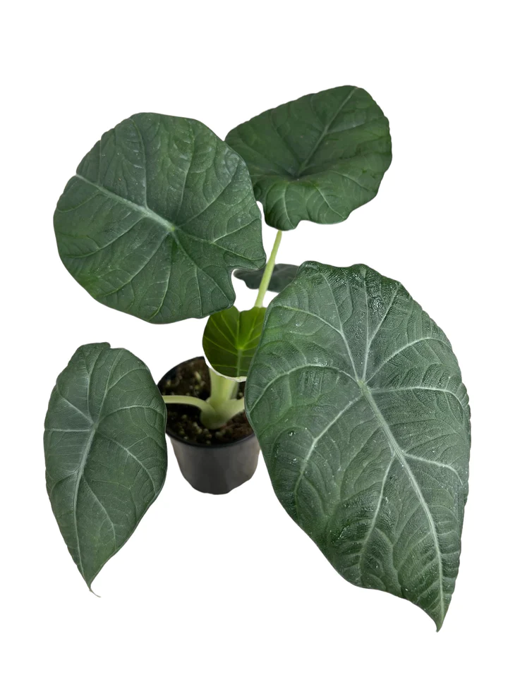 Alocasia Maharani