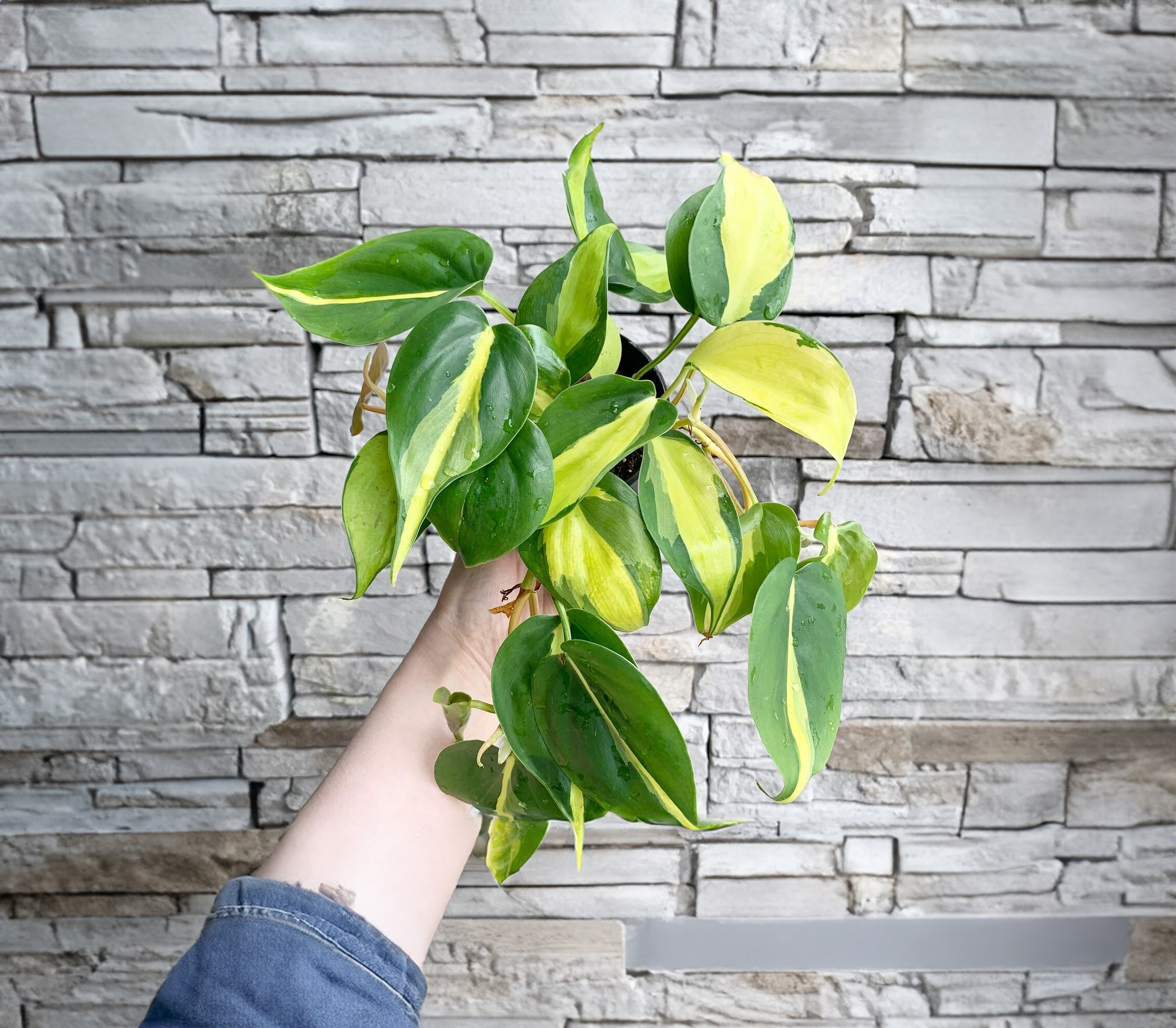 Brasil Philodendron