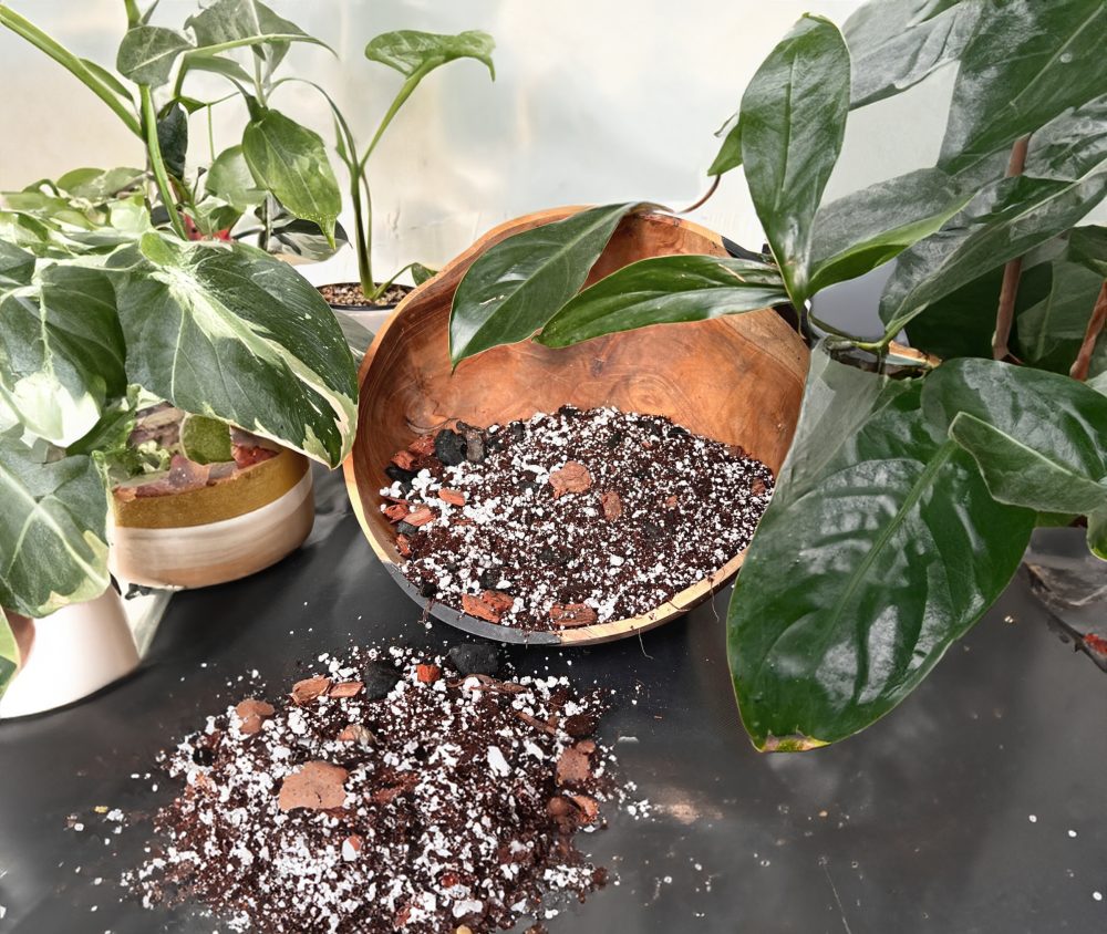 Grow Healthy Philodendrons at Home Top 5 Care Secrets Revealed