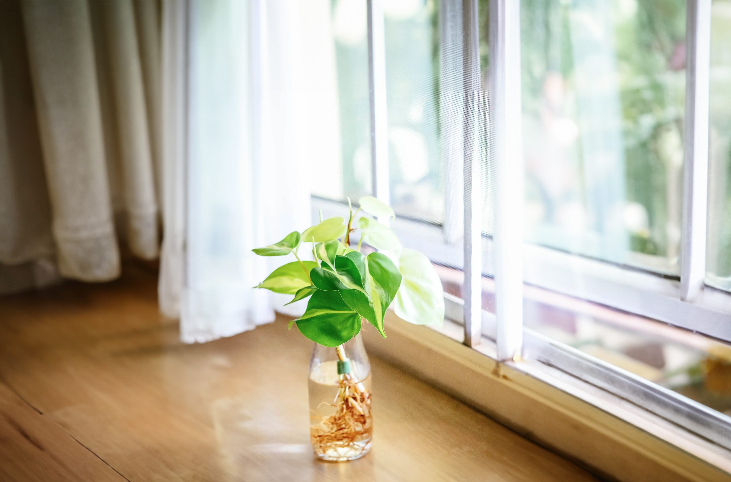 growing philodendron in water