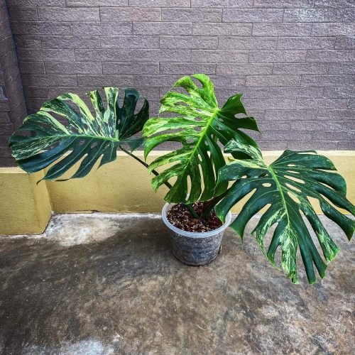Monstera Deliciosa Ocean Mint Variegated | Contorta - Actual plant BIG Size MDO2