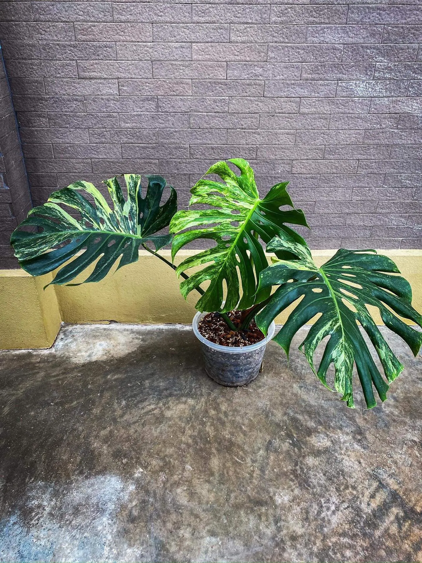 Monstera Deliciosa Ocean Mint Variegated from Thailand