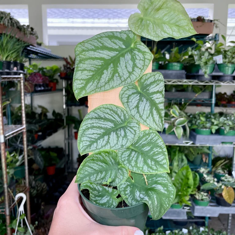Monstera Dubia