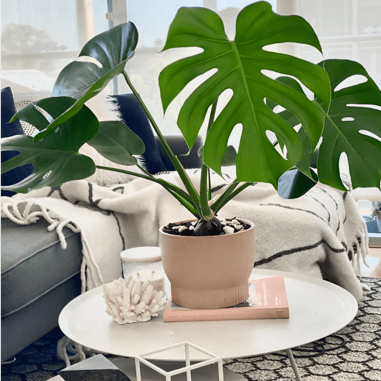 5 Amazing Benefits of Monstera Plants in Your Home