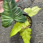 Philodendron Golden Dragon Mint