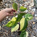 Philodendron Mican Variegated