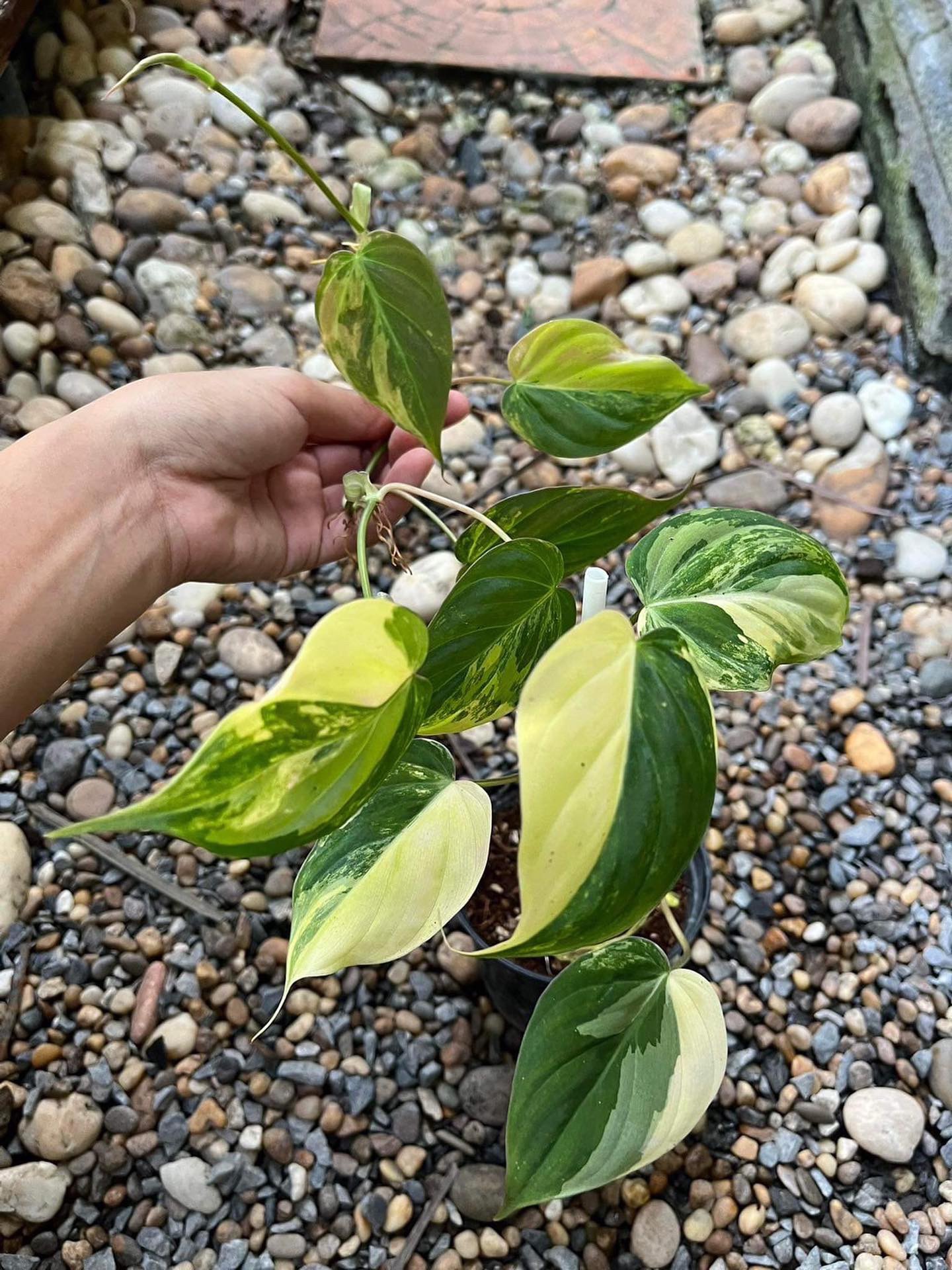 Philodendron Mican Variegated