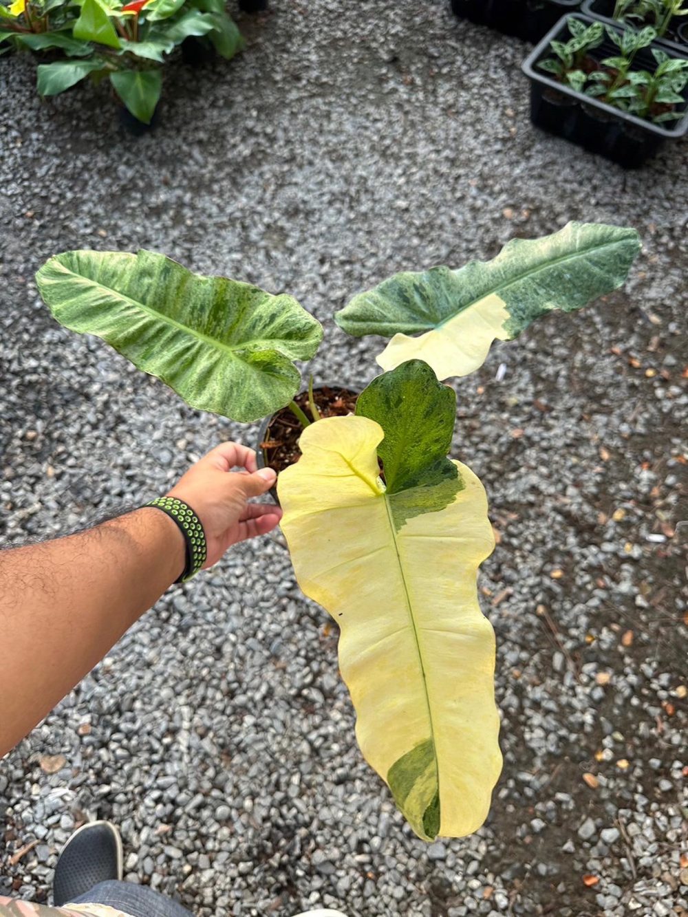 Philodendron Paraiso Verde Aurea variegated