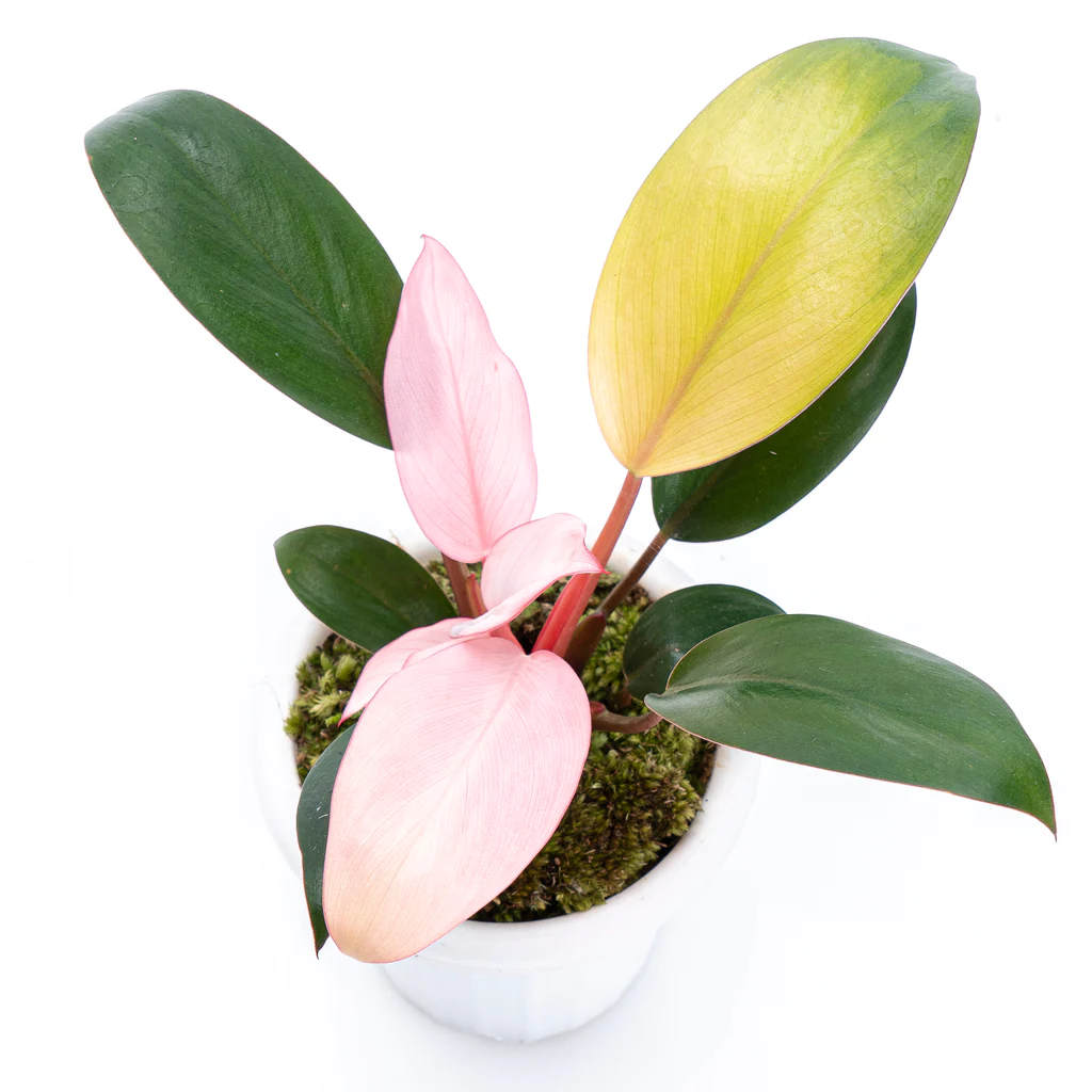 Pink Congo Philodendron