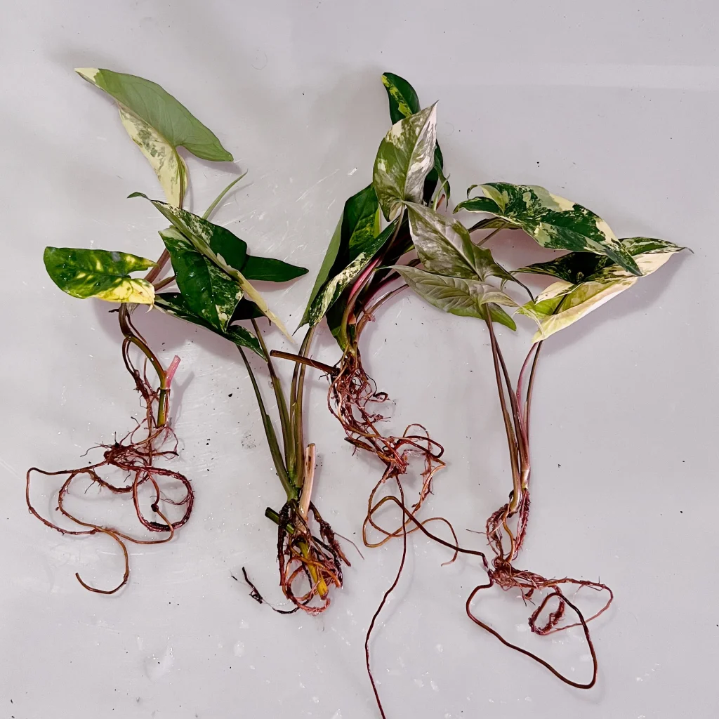 Separate rooted Syngonium divisions arranged for repotting