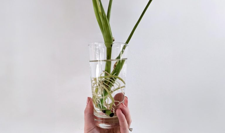 How to Propagate Monstera: Find the Node First