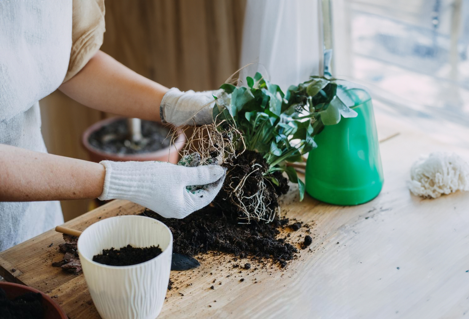 Re-pot philodendrons