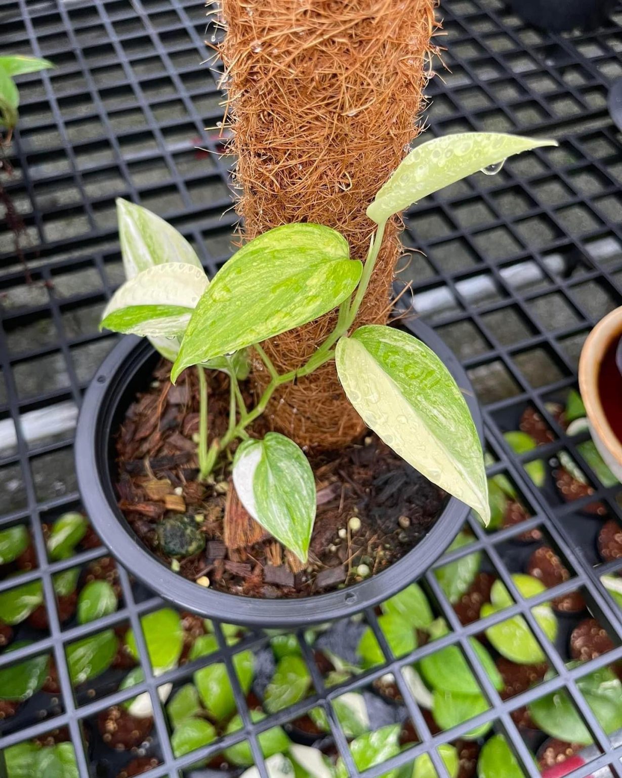 Scindapsus Hederaceus Blue Aurea (Blue Pothos) | 4