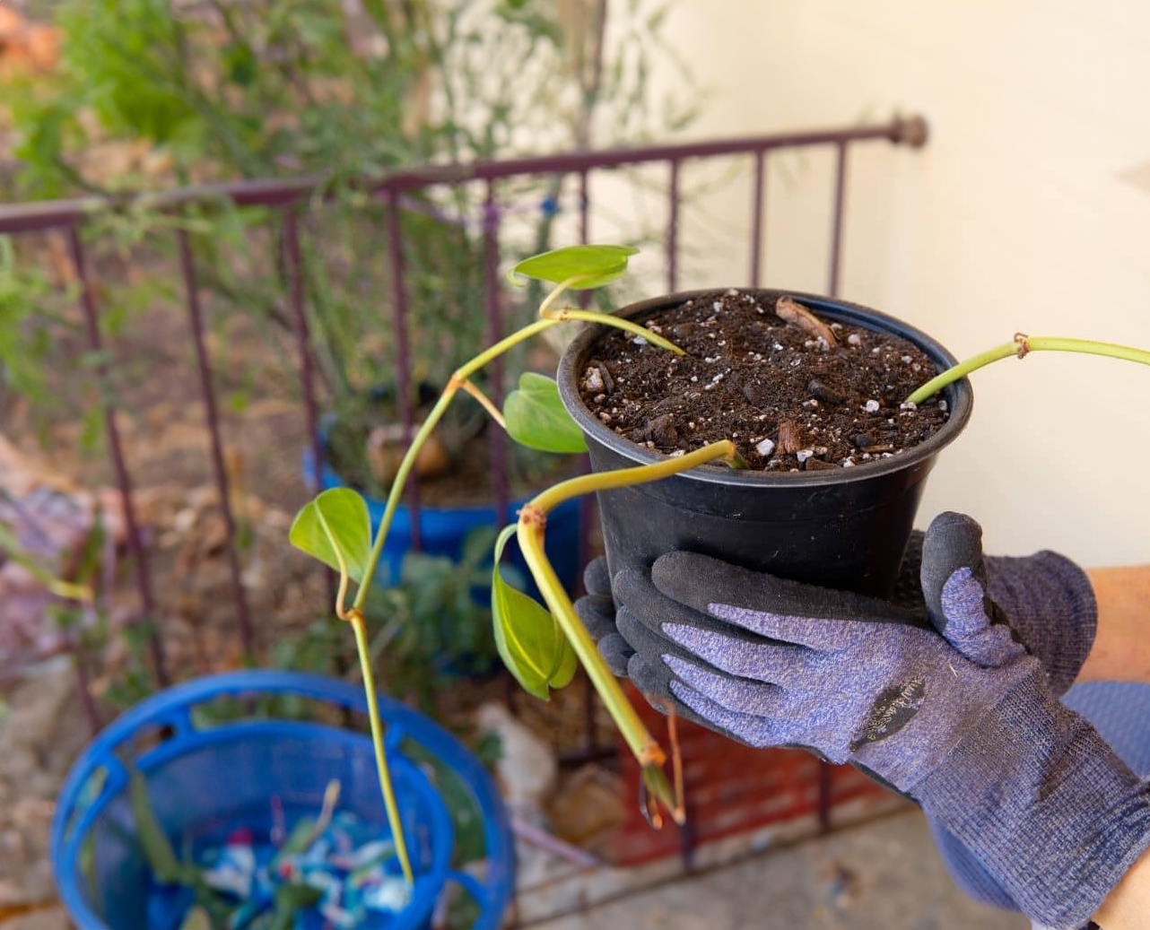 Soil Propagation