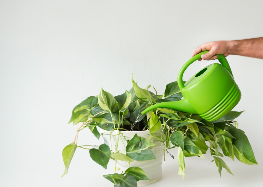 https://greenboog.com/wp-content/uploads/2023/11/Watering-Method.jpg?utm_source=chatgpt.com
